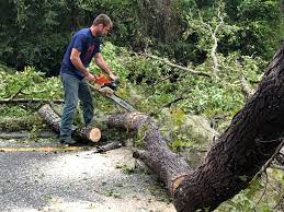 Seasonal Cleanup (Spring/Fall) in Pukalani, HI