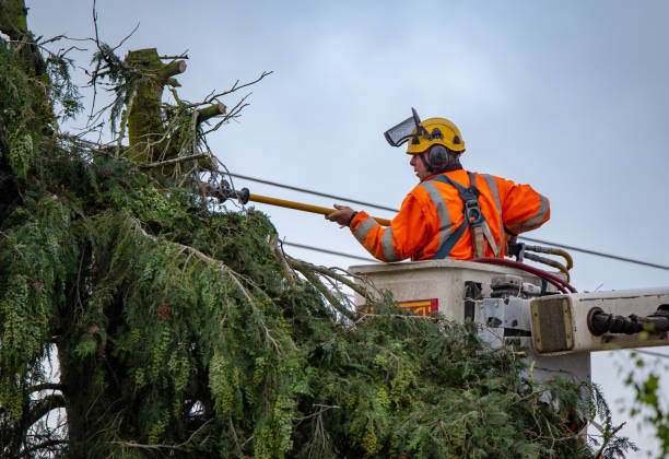 Professional Tree Removal Services in Pukalani, HI