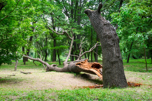 Best Commercial Tree Removal  in Pukalani, HI