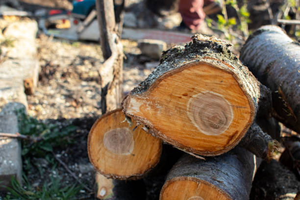 Best Hazardous Tree Removal  in Pukalani, HI